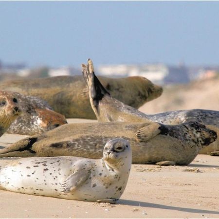 Surf Vue Mer 100M Plage Berck エクステリア 写真